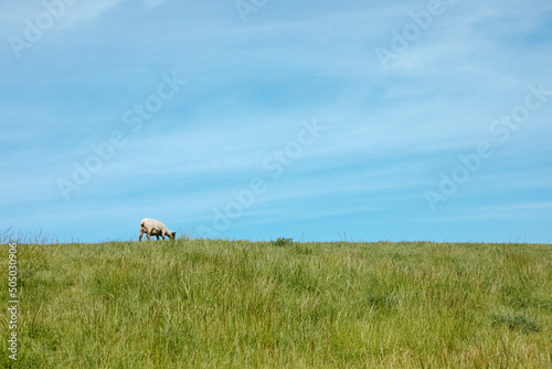 A sheep on the dike. dike with green grass. dyke in Germany. Holiday at the North Sea photo