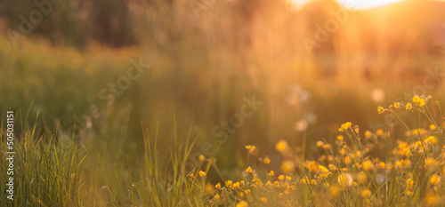 Panoramic flower meadow with sunlight wildflowers and plants