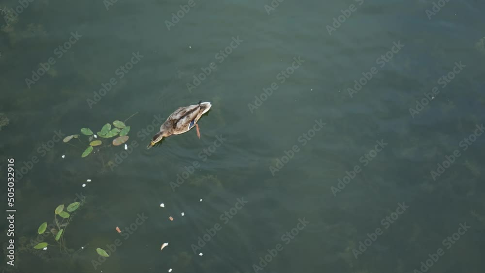 water ducks swimming in lake in sunny day, feeding mallard wild duck in pool. many water birds diving for white bread. orange legs of webbed feet rowing under water. water ducks swimming in lake in sunny day, feeding mallard wild duck in pool. many water birds diving for white bread. orange legs of webbed feet rowing under water.