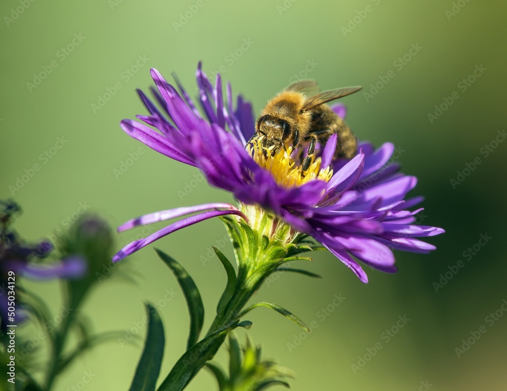 bee or honeybee in Latin Apis Mellifera on blue flower bee or honeybee in Latin Apis Mellifera on blue flower