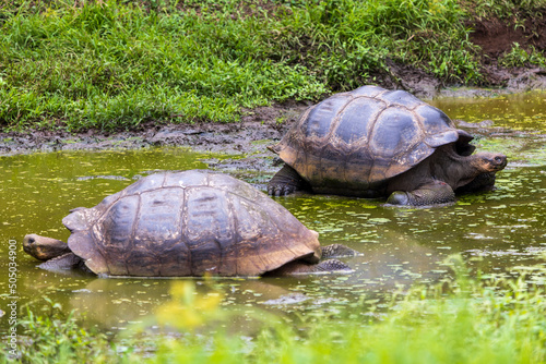 Two Giant Land Tortoises cooling off in a pond at the Charles Darwin Center, Santa Cruz Island, Galapagos