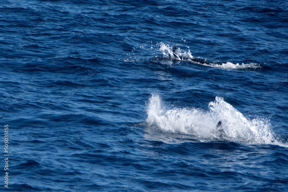 Dusky dolphin (Lagenorhynchus obscurus) splashing down after a jump in the Atlantic Ocean, off the coast of the Falkland Islands Dusky dolphin (Lagenorhynchus obscurus) splashing down after a jump in the Atlantic Ocean, off the coast of the Falkland Islands