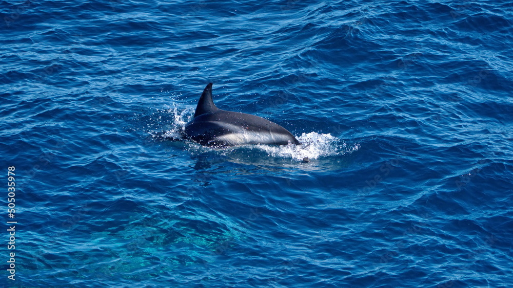 Naklejka premium Dorsal fin of a dusky dolphin (Lagenorhynchus obscurus) in the Atlantic Ocean, off the coast of the Falkland Islands