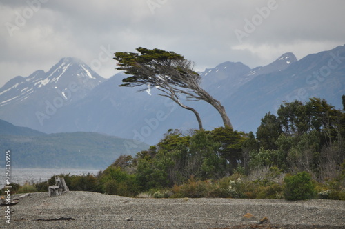 Coigue de Magallanes. Patagonia, Chile photo