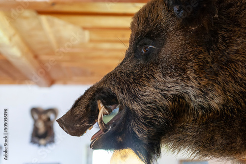 Trophähe eines Wildschweins in einer Jagdhütte photo