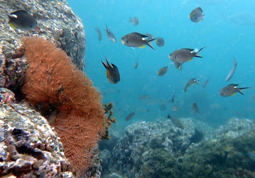 Fototapeta premium Costa Rica Pacific sea life