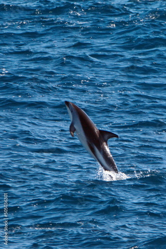 Dusky dolphin  Lagenorhynchus obscurus  leaping out of the water in the Atlantic Ocean  off the coast of the Falkland Islands