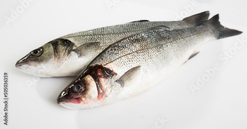Close up of uncooked European bass on white background