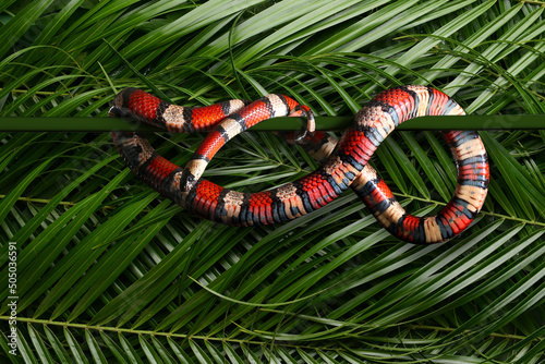 Red king snake against gree...