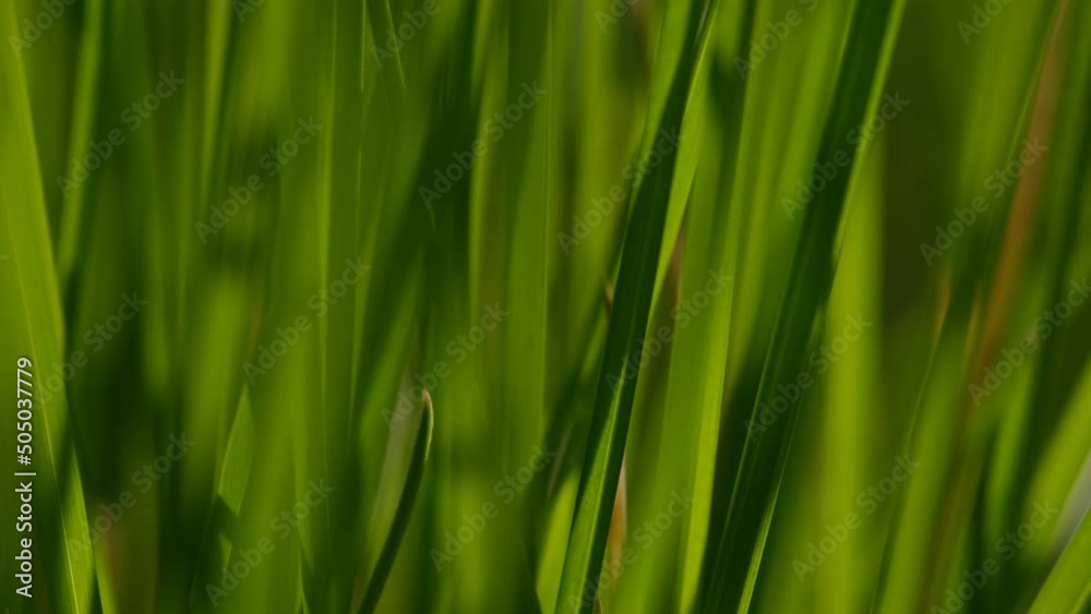 Green grass close-up background. Close-up view of fresh green grass, selective focus. Grass background - selective focus. Wheaten field. Green grass close-up background. Close-up view of fresh green grass, selective focus. Grass background - selective focus. Wheaten field.
