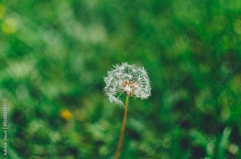 Close up macro of a single dandelion against a field of green grass