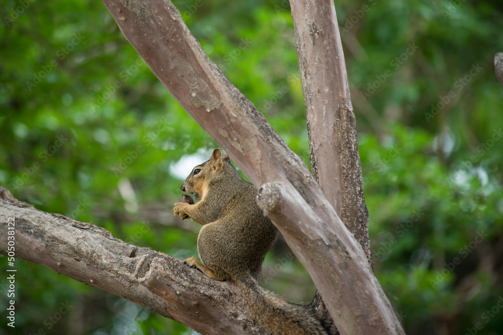 Fototapeta premium Squirrel eating nuts while sitting in a tree