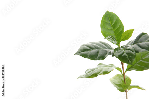 Young coffee tree isolated ...