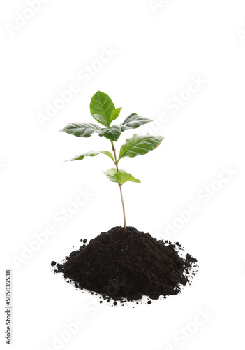 Young coffee tree and soil ...