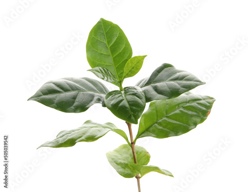 Young coffee tree isolated ...