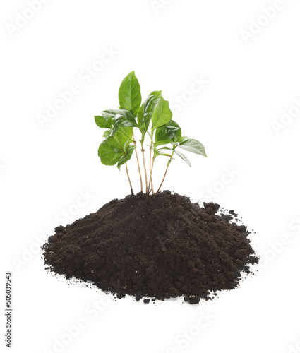 Young coffee tree and soil ...