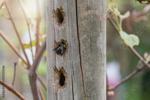 Carpenter bee enters it's nest in a wood post photo