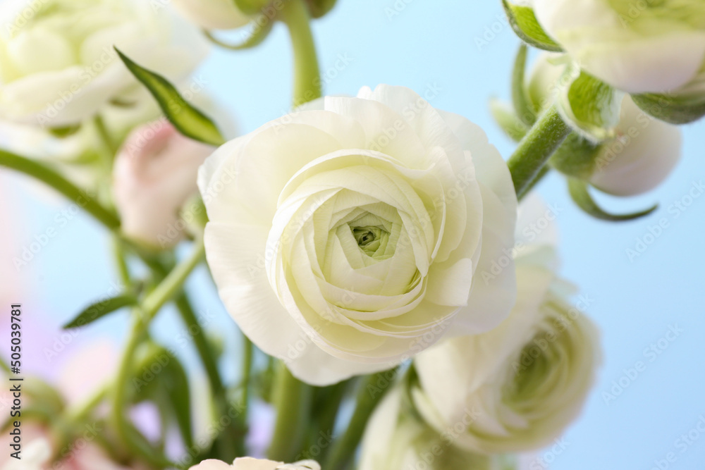 Bouquet of beautiful ranunculus flowers on blue background, closeup