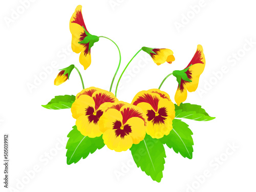 手描きのパンジーのイラスト