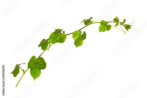 Ivy gourd (  coccinia grandis ) with branch isolated on white background. photo