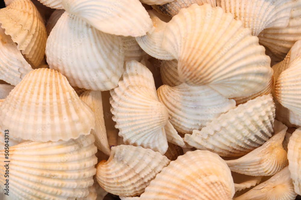 sea snail stock on shop sea snail stock on shop