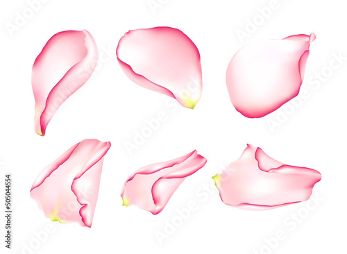 Colorful petals of rose isolated on white background.