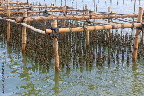 oysters farm in the sea