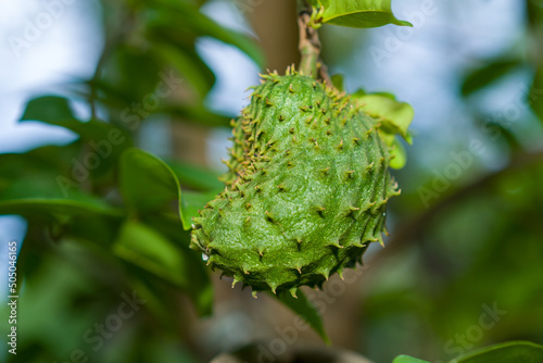 Soursop  guanabana  graviola exotic fruit hanging from tree country life. a fertile sirsat soursop tree with green leaves and fruit that begins to grow photo