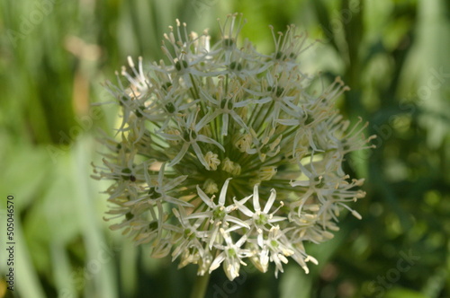 Close Up Flower Bundle