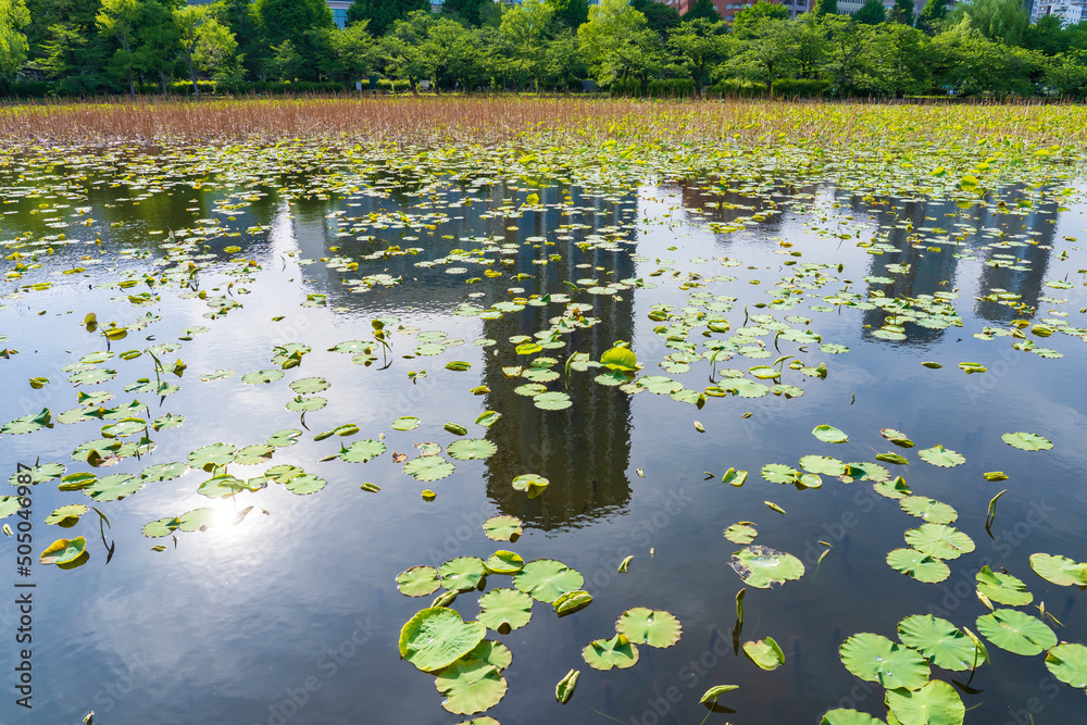 【東京都】上野不忍池 【東京都】上野不忍池