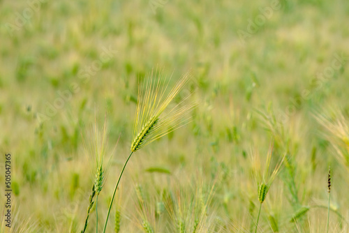 The beautiful green barley field.