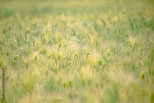 The beautiful green barley field.