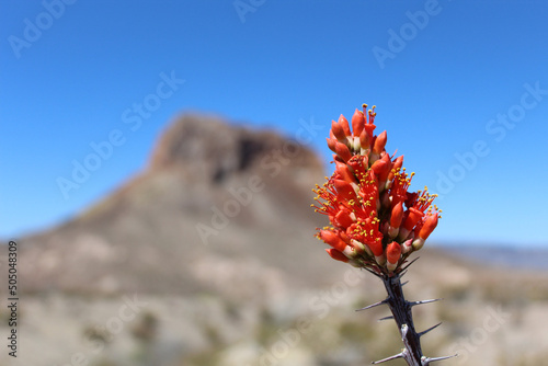 Ocotillo flowers closeup at Big Bend National Park in Texas photo