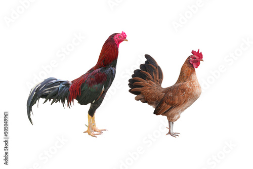 Canvas Rooster bantam or Hen,cock standing isolated on white background with clipping p