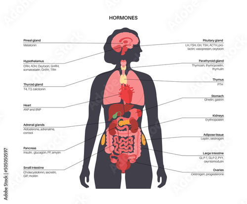 Hormones in female body