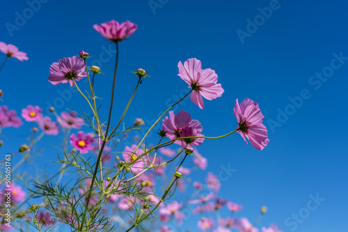 晴天の下、ゲレンデを彩るコスモスの花 © Nature K Photostudio
