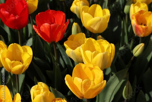 Yellow and red tulips in flower bed  close up