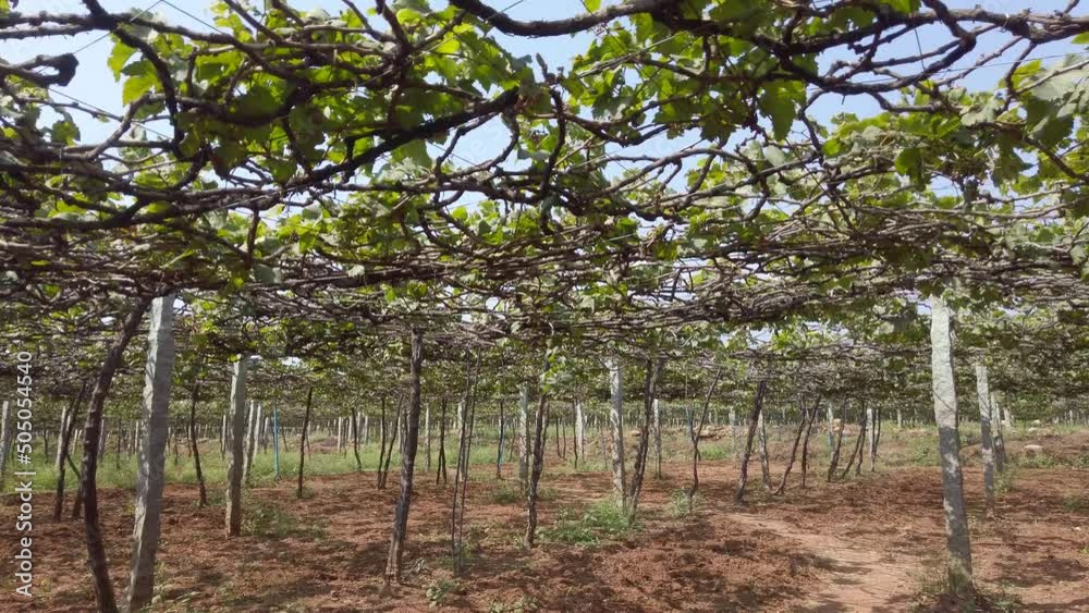 A vinyard in Kerala, India, pan right A vinyard in Kerala, India, pan right