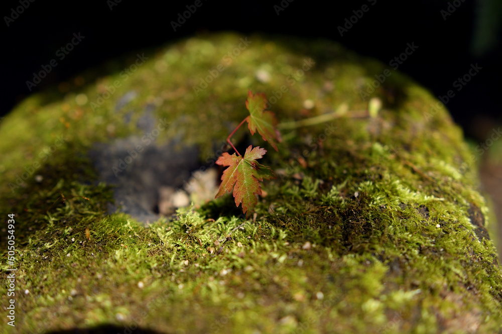 Obraz premium 苔生した石から生える木