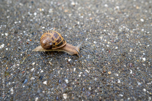 A common garden snail, Cornu aspersum, on the sidewalk, with plenty of space for copy
