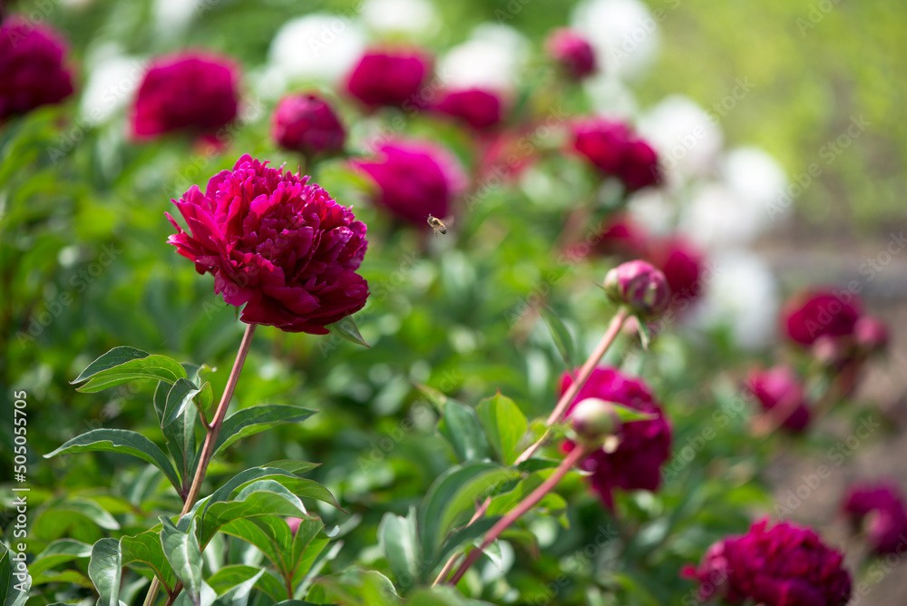 Pink flowers peonies flowering on background pink peonies. Peonies garden. Pink flowers peonies flowering on background pink peonies. Peonies garden.