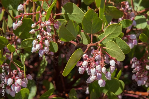 Greenleaf Manzanita (Arctostaphylos patula) pink wildflower shrub in Cascade Range, California photo