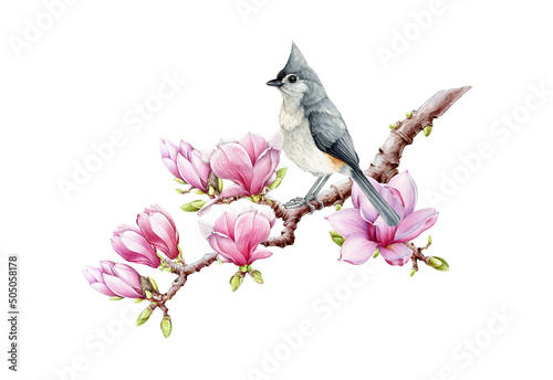Titmouse on magnolia blooming branch. Watercolor illustration. Tender spring illustration. Tufted titmouse bird in tender spring pink blossoms. Beautiful springtime decoration element