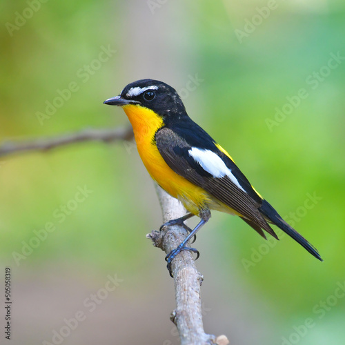 Yellow-rumped Flycatcher Bird