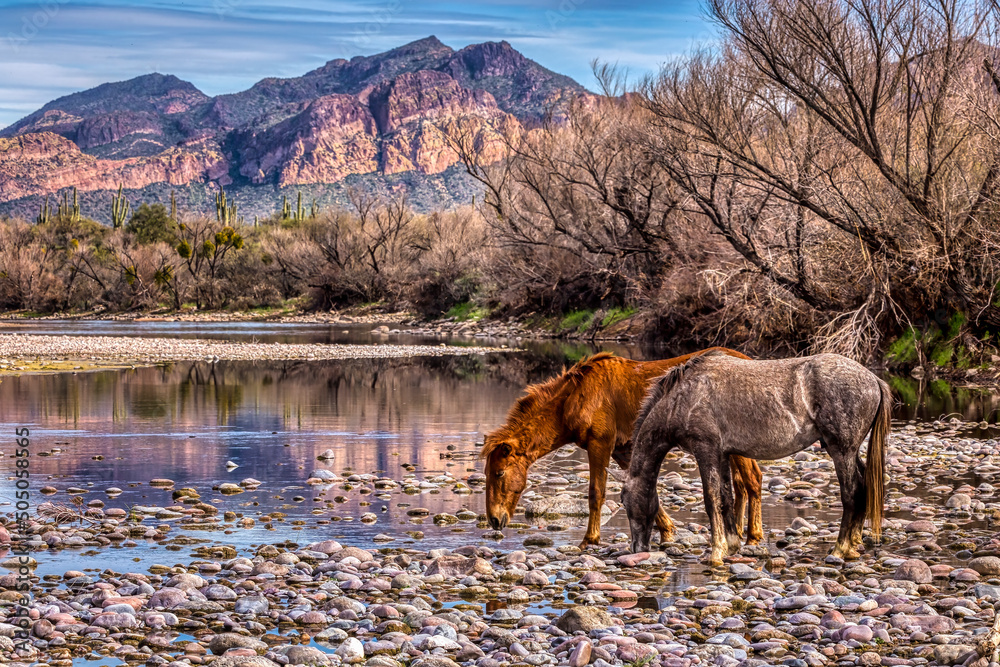 Φωτογραφία Salt River Wild Horses