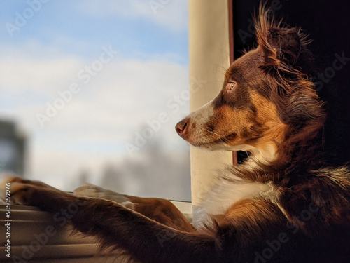 Pet Australian Shepherd Dog Staring Out Window Waiting for Owner to Come Home.