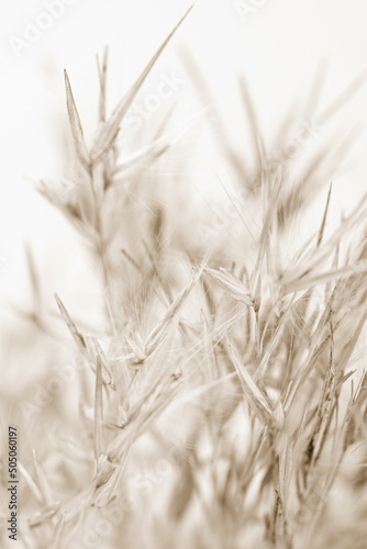 Dry brown gold color reed grass heads in light background macro vertical beige retro vintage neutral effect