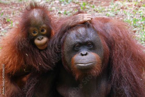 Orangutans with their children orang utan family animal closeup 