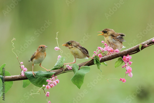 Baby Cisticola juncidis bird waiting for food from its mother, Cisticola juncidis bird on branch photo