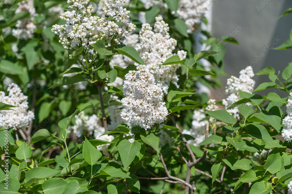 White lilac blooms. Close-up of beautiful flowers in the garden. Daytime. Selective focus.